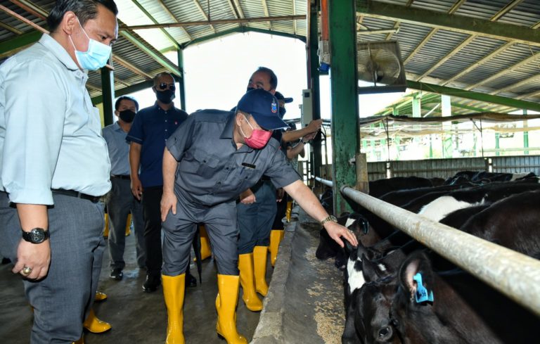 Industri lembu tenusu Sabah berkembang di bawah Desa