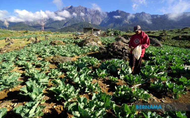 COVID: Malim Gunung Tanam Sayur, buah-buahan Sara Kehidupan
