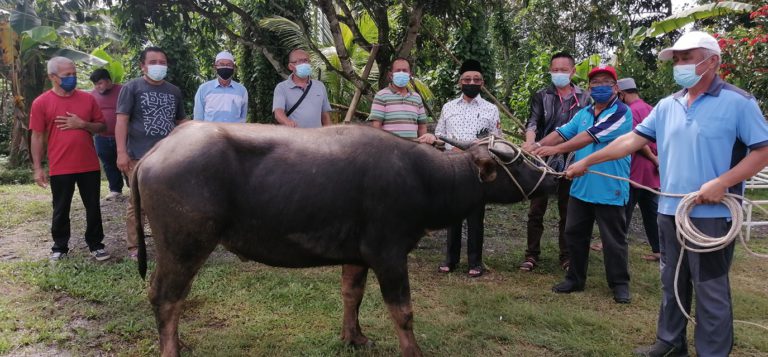 Lima Kampung Di Parlimen Beaufort Terima Sumbangan Kerbau Untuk Ibadah Korban
