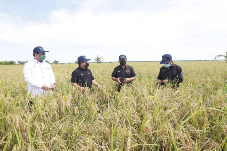 MAFI Perjelas Kekeliruan Projek Ternak Udang Dalam Sawah