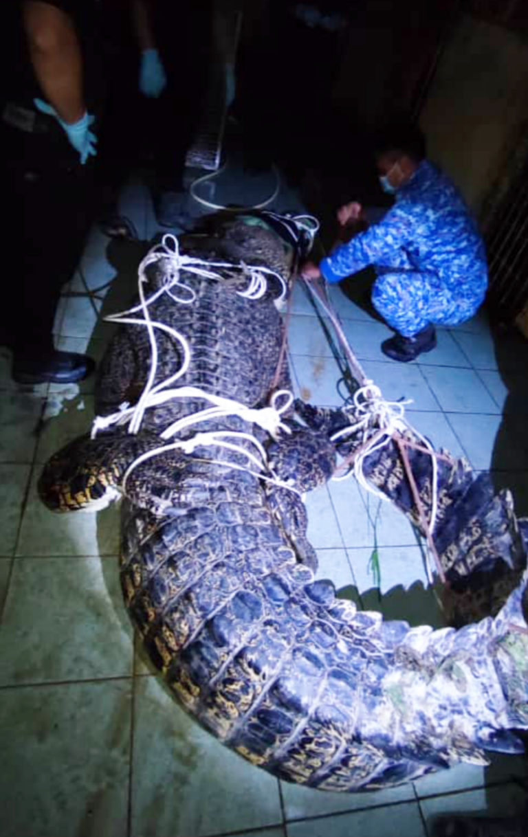 APM Tangkap Buaya Seberat 700kg Di Kg Nagapas Papar