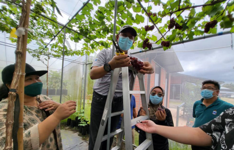 Hasil Anggur Keluaran Tempatan Miliki Kualiti Tinggi