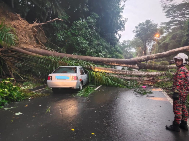 Dua Pemandu Nyaris Dihempap Pokok Tumbang