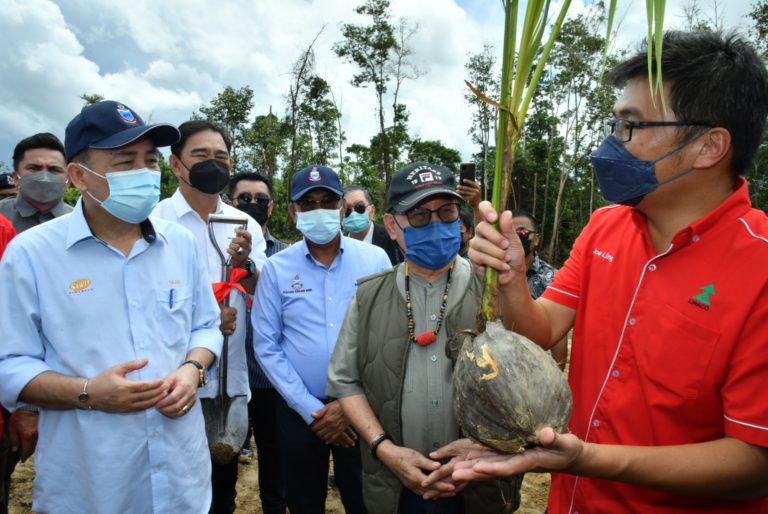 Sabah Sasar RM1.2 Bilion Hasil Dikutip Melalui Projek Penanaman Kelapa