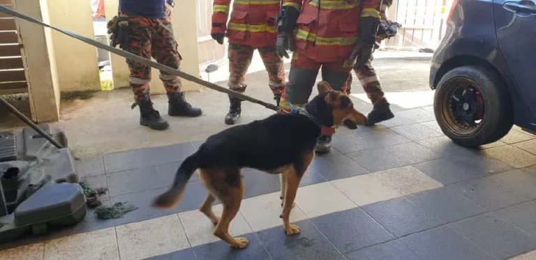 seorang cedera, seorang parah digigit anjing peliharaan sendiri
