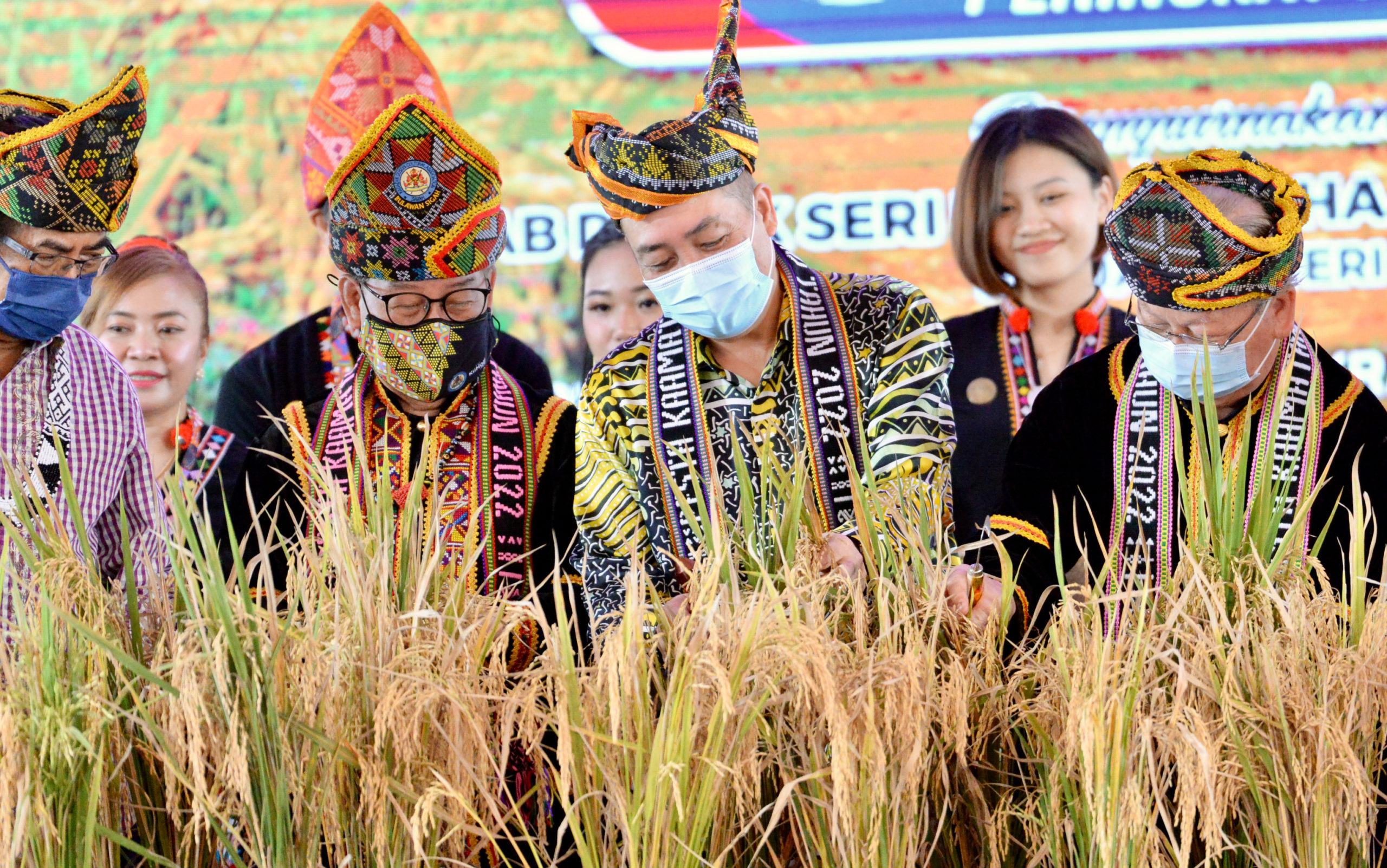 Hajiji bersama tetamu kehormat memotong padi sebagai gimik pelancaran Pesta Kaamatan 2022 di Pusat Kraftangan Keningau hari ini.
