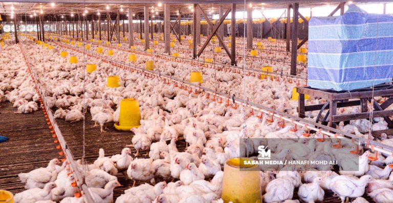 Penternak Gesa Kerajaan Henti Import, Buka Eksport Ayam Segera 