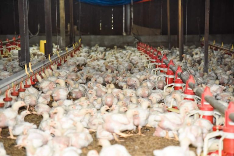 Persekutuan Penternak beri jaminan patuhi had harga siling ladang, gesa kerajaan benarkan semula eksport ayam ke luar negara 