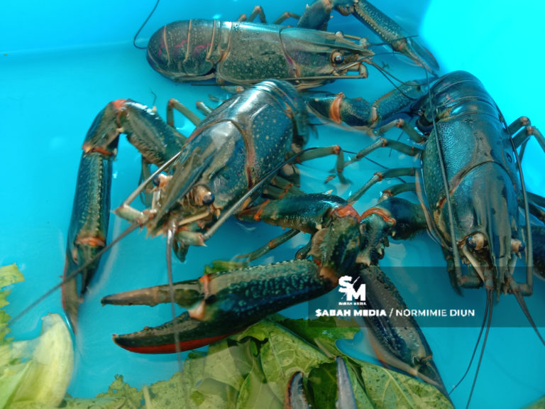 Kini lobster bukan hanya makanan golongan ‘kayangan’ tapi semua lapisan masyarakat mampu menikmatinya – Lisa