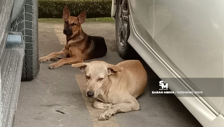 Mayat seorang perempuan ditemui dengan kesan gigitan anjing liar