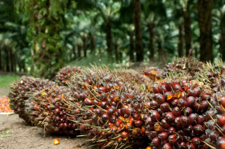 Transformasi perladangan Kelapa Sawit untuk pekebun kecil di Sabah