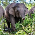 36481724_1324836557647706_6616084278365126656_o-1024×683