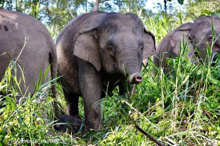 Fasiliti lebih baik untuk penempatan gajah diperlukan – Agustine