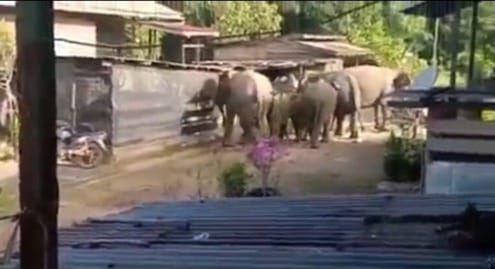 Kumpulan gajah masuk penempatan penduduk di Tawau tidak bertindak ganas