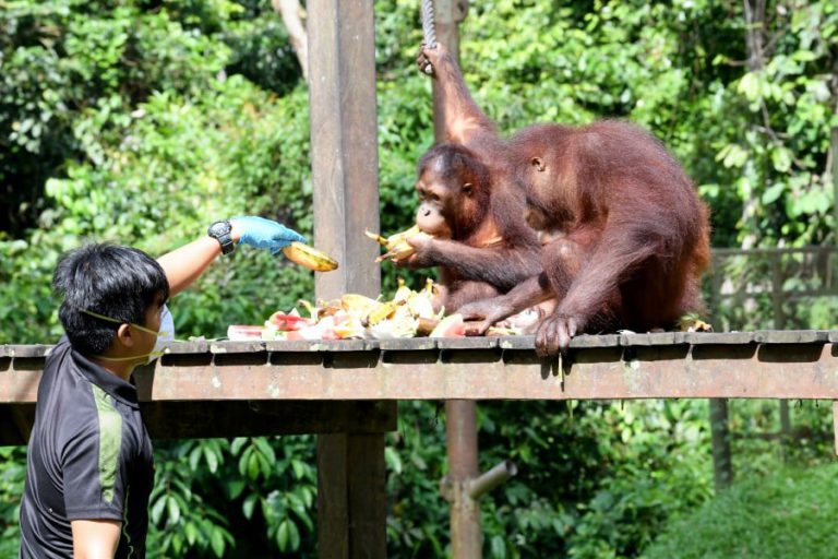 Kajian kenal pasti jumlah populasi Orang Utan di Sabah akan dijalankan