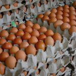 Berapa harga telur ayam terkini,  Naik atau turun?