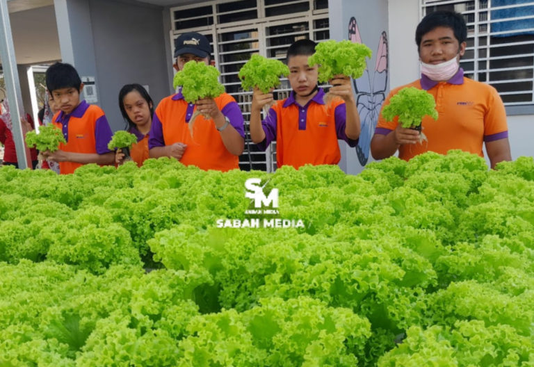 PDK Putatan laksana Projek Tanaman Salad Sistem Hydroponic