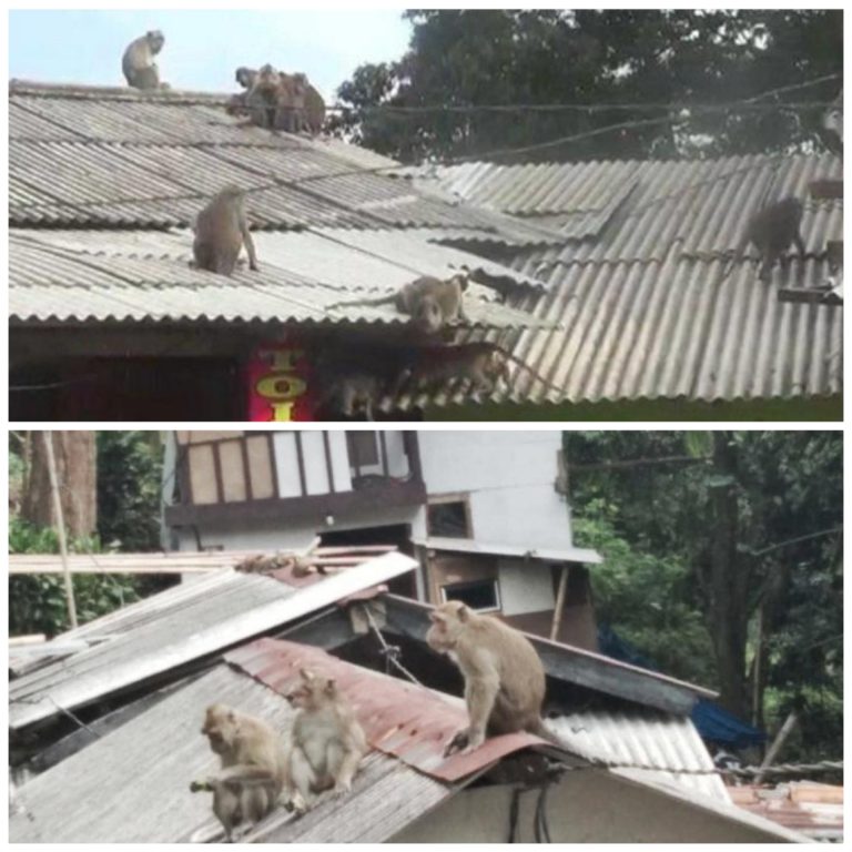 Monyet liar semakin banyak, Jabatan Hidupan Liar diminta ambil tindakan drastik – Siti Aminah