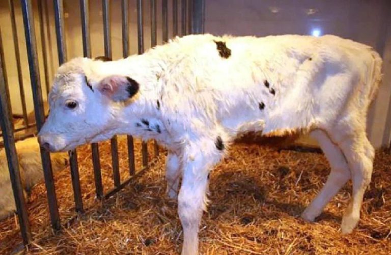 China berjaya mengklon “Lembu Super”