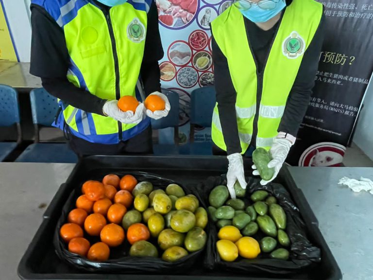 MAQIS rampas buah-buahan dibawa masuk tanpa permit