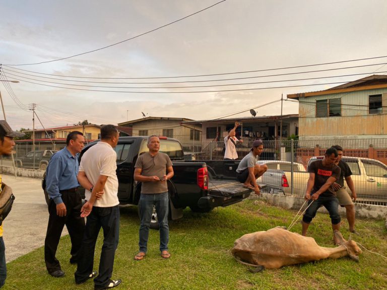 PAMS serah sumbangan lembu korban