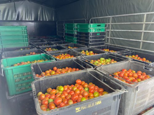 Lima tan tomato berjaya dipasarkan menerusi khidmat pemasaran FAMA Sabah