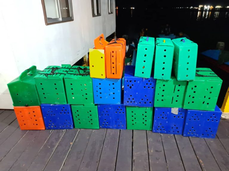 Cubaan seludup 40 kotak berisi ayam sabung berjaya dipatahkan