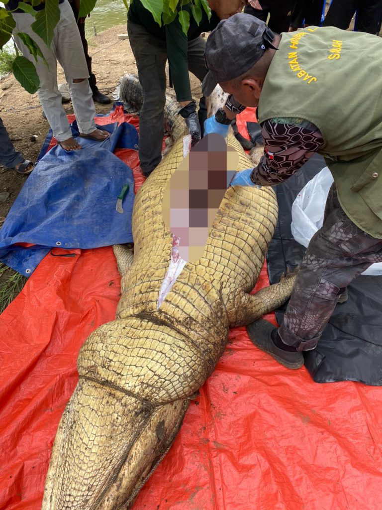 Mayat nelayan ditemukan dalam perut buaya