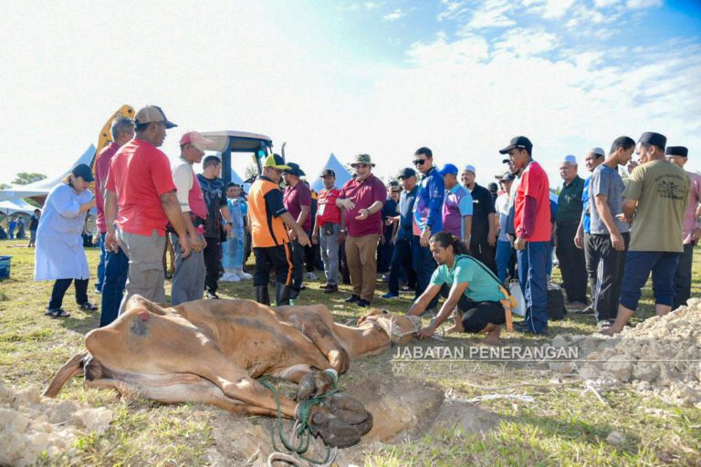30 ekor lembu ‘tumbang’ sempena program ibadah korban perdana Putatan