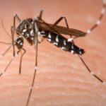 61693914270_AEDES