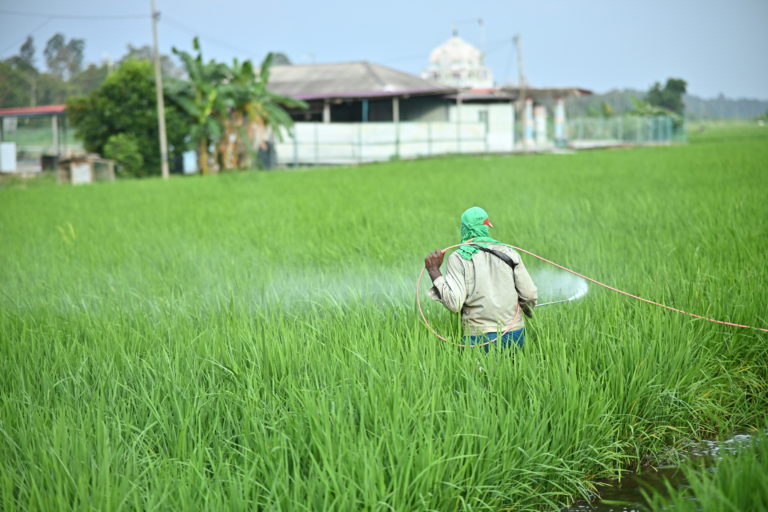 Adakah Industri Padi Masih Berdaya Saing ?