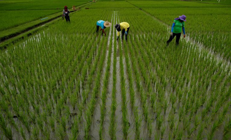 Filipina mungkin turunkan sementara tarif beras