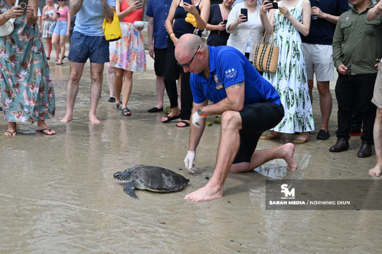 ‘Gaya’ anak penyu hijau selamat dikembalikan ke habitat semula jadinya