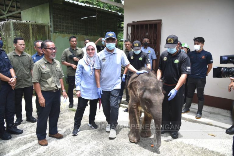 Agong, Permaisuri beri nama anak orang utan ‘Didi’, luang masa layan Taburi