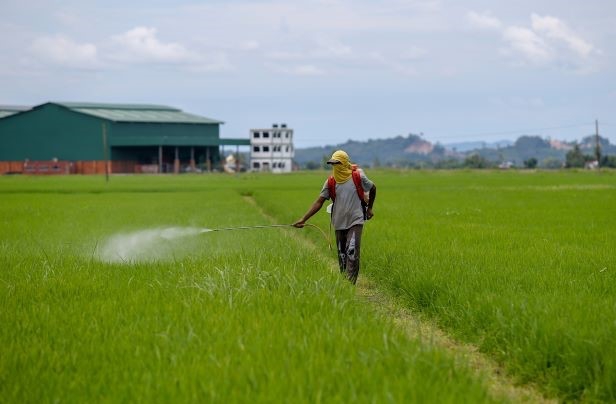 Industri Benih Padi Perlu Penyelesaian Segera