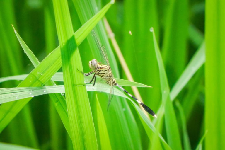 Industri padi 2024 ke mana hala tuju kerajaan Madani ?