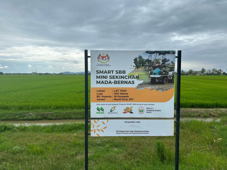 Padi: Sudah Lama Pi Mai Pi Mai Tang Tu..