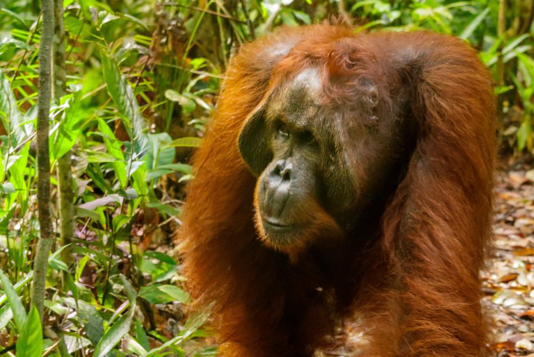 Laporan bedah siasat bangkai orang utan sudah diterima – Christina