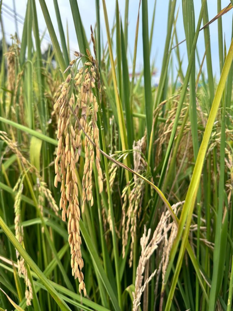 Transformasi Industri Padi Malaysia: Cabaran dan Kegagalan Mencapai Sasaran Kadar Sara Diri