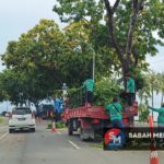 Pokok Tumbang DBKK