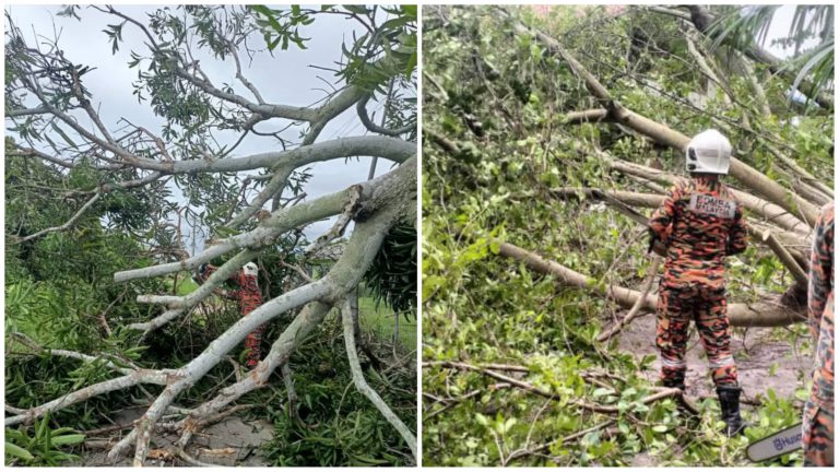 JBPM Sabah terima 13 kes berkaitan pokok tumbang