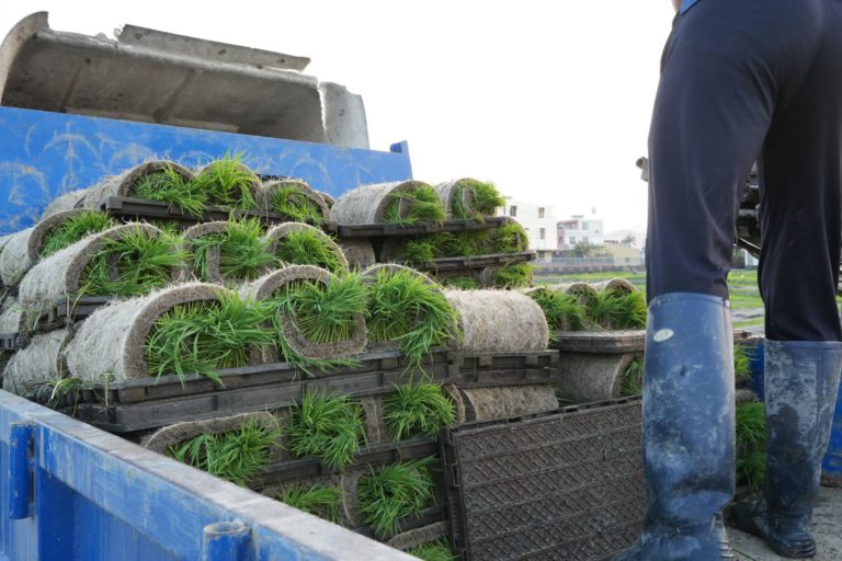 Benih Padi Berkualiti: Kunci Kebangkitan Industri Padi dan Beras Sabah
