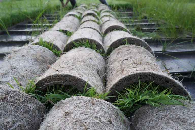 Benih Wajar Jadi Teras Keterjaminan Makanan di Bawah RMK-13