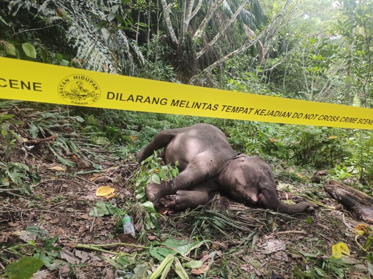 Gajah betina umur 5 tahun mati jatuh gaung