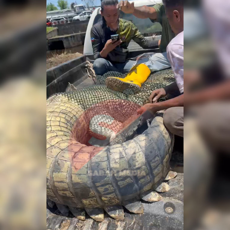 Buaya 12 kaki panjang berjaya ditangkap di Kg Dungun