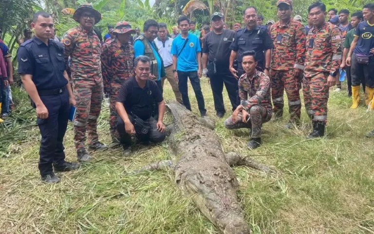 Seekor Buaya ditembak mati selepas baham pekerja ladang di Lahad Datu