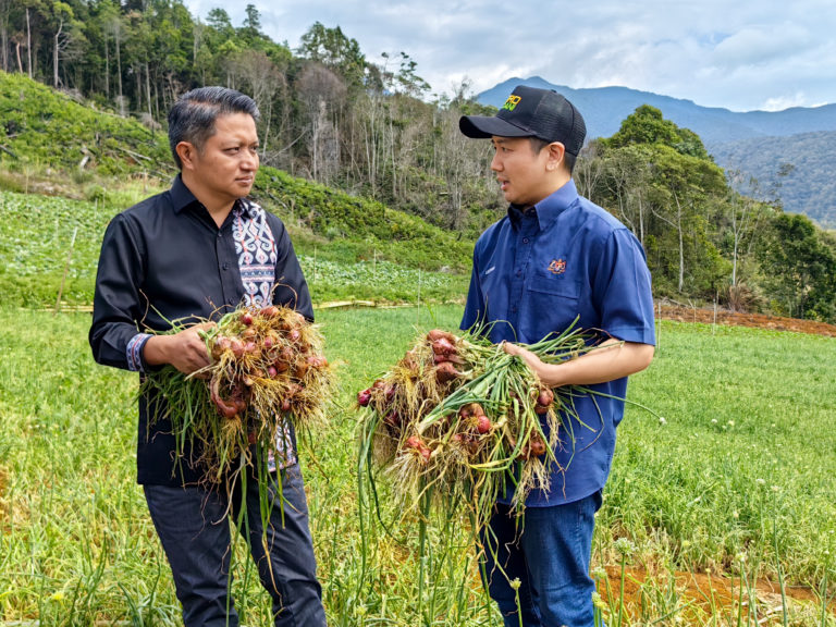 MARDI aktif keluarkan benih bawang merah melalui dua fasa