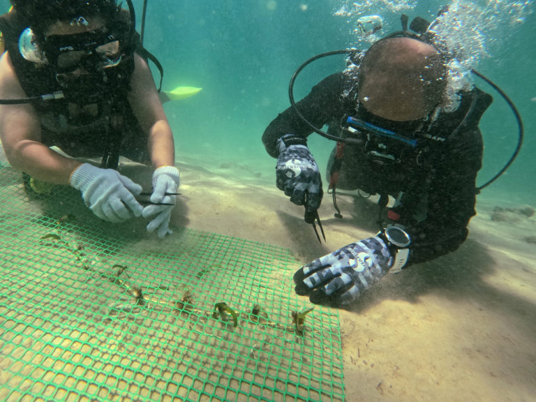 Tanam rumput laut bantu pemuliharaan, pemeliharaan alam sekitar