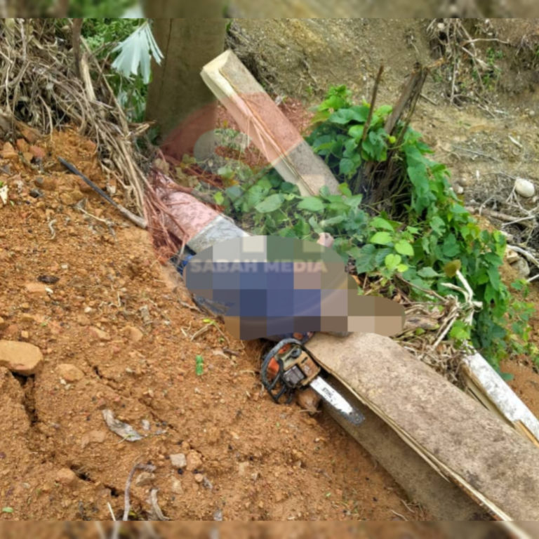 Warga emas maut dihempap pokok