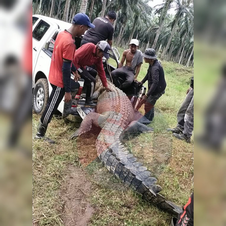 Buaya tembaga baham lembu ditembak mati